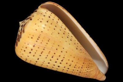 Dendroconus betulinus