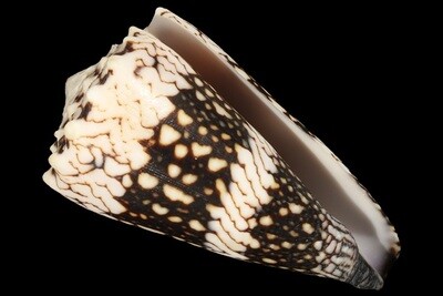 Conus vidua cuyoensis