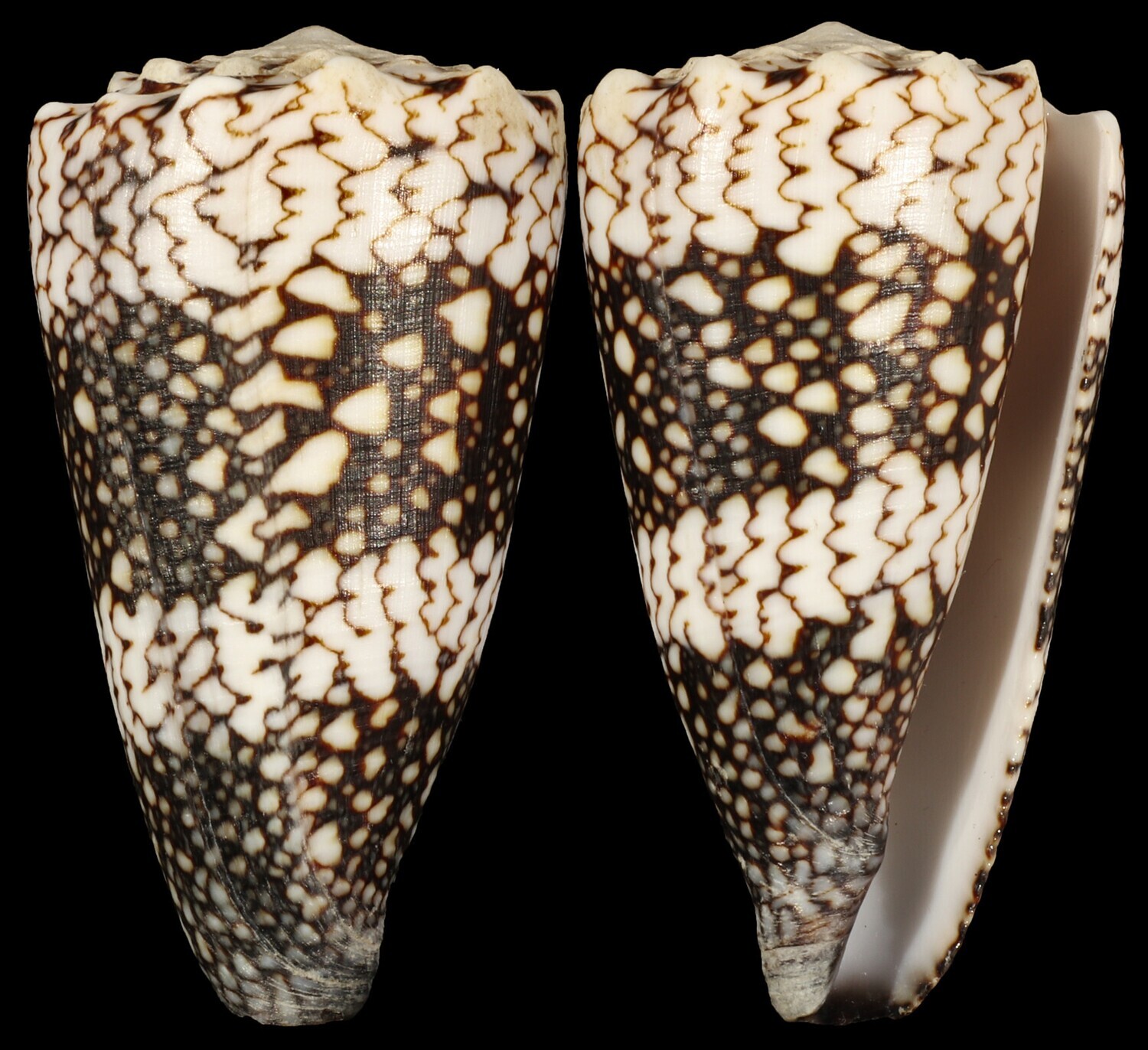 Conus vidua cuyoensis