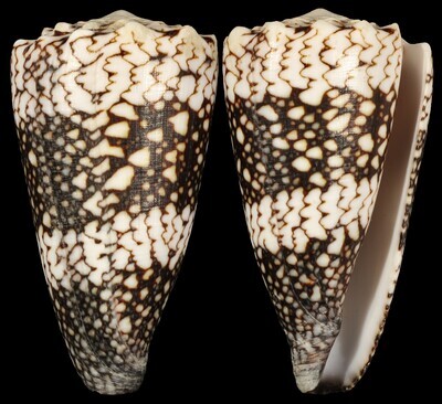 Conus vidua cuyoensis