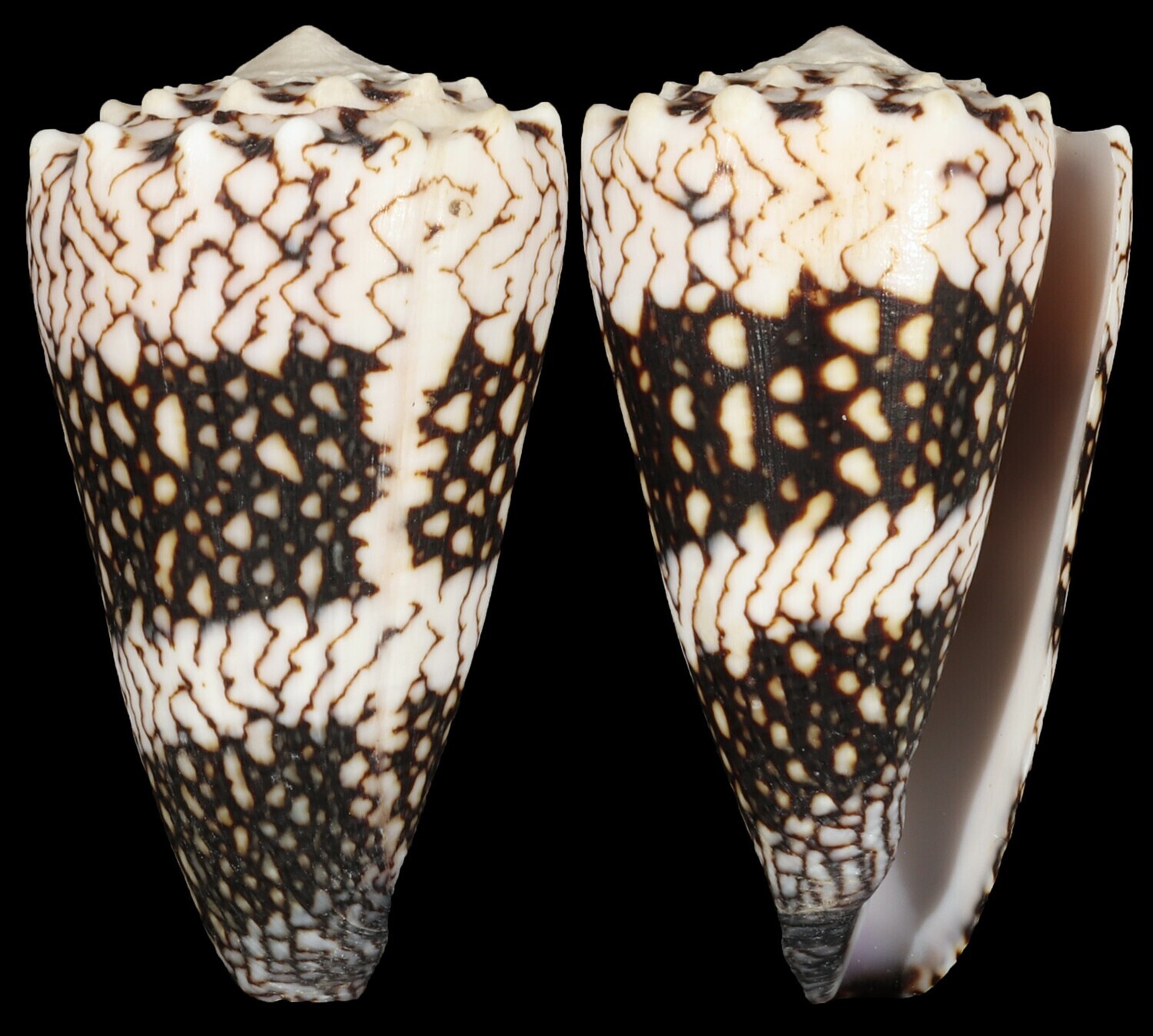 Conus vidua cuyoensis