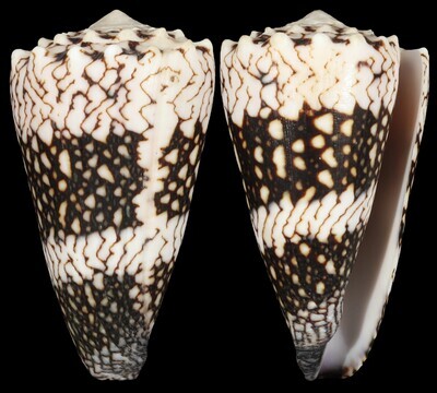 Conus vidua cuyoensis