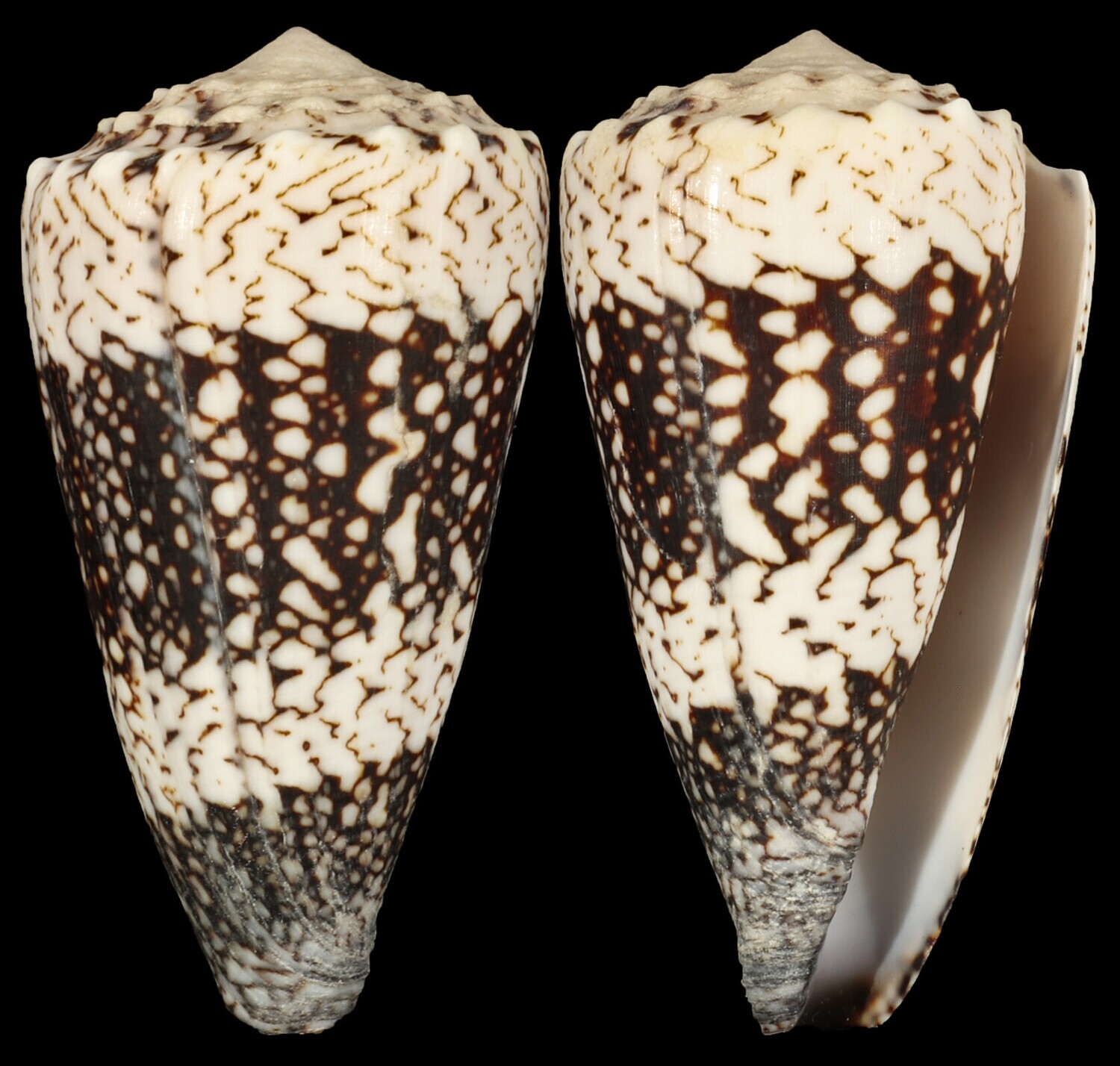 Conus vidua cuyoensis