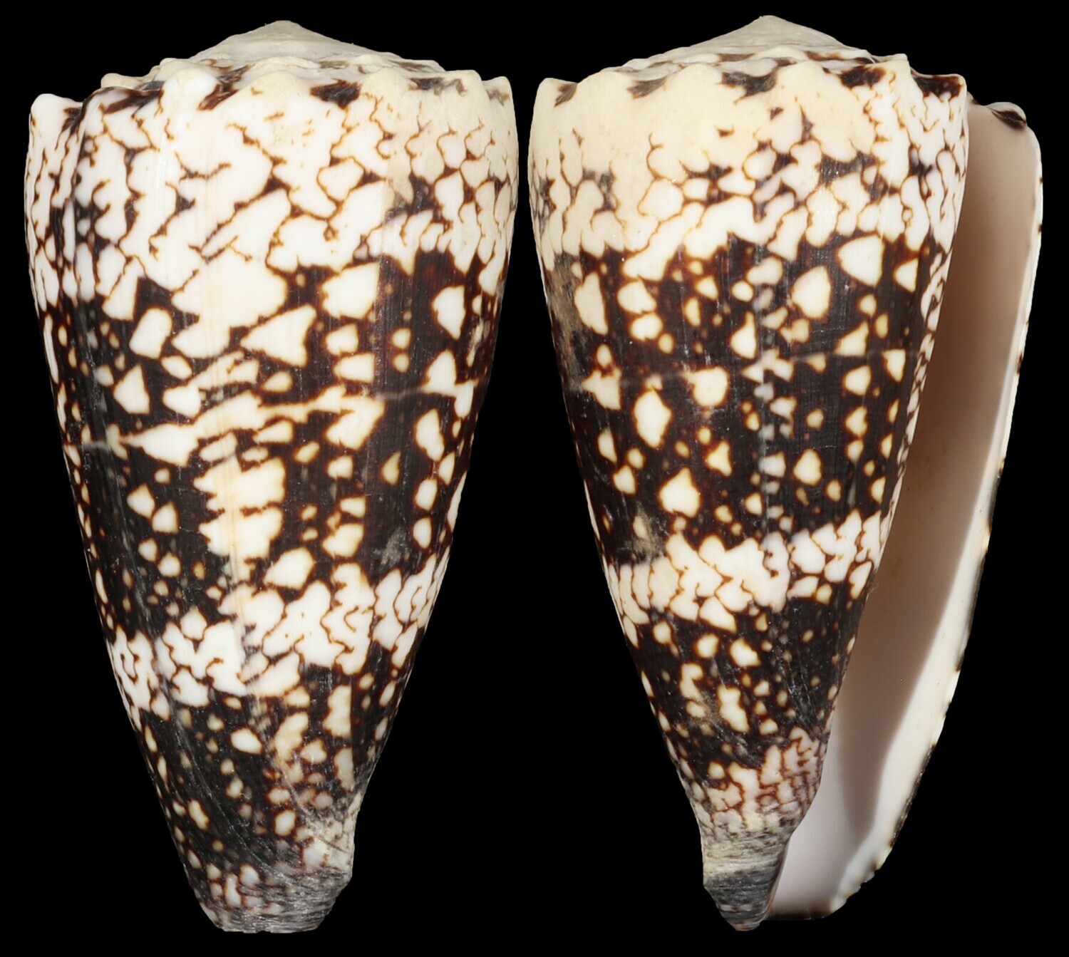 Conus vidua cuyoensis