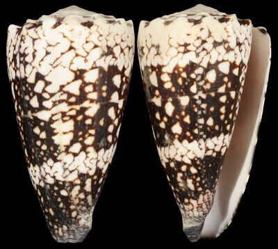 Conus vidua cuyoensis