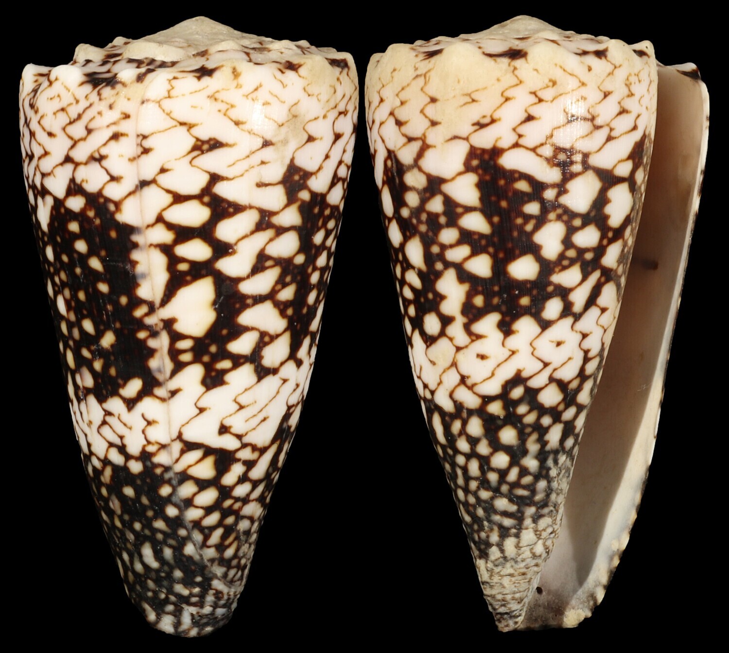 Conus vidua cuyoensis