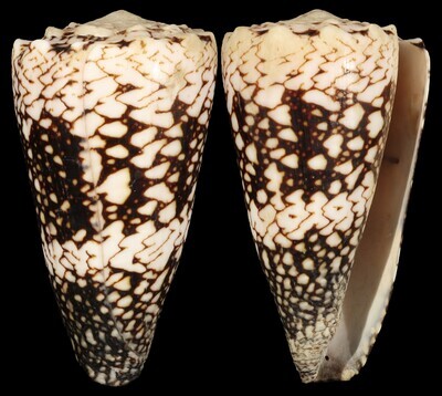 Conus vidua cuyoensis