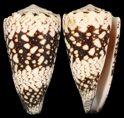Conus vidua cuyoensis