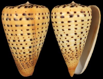 Dendroconus betulinus