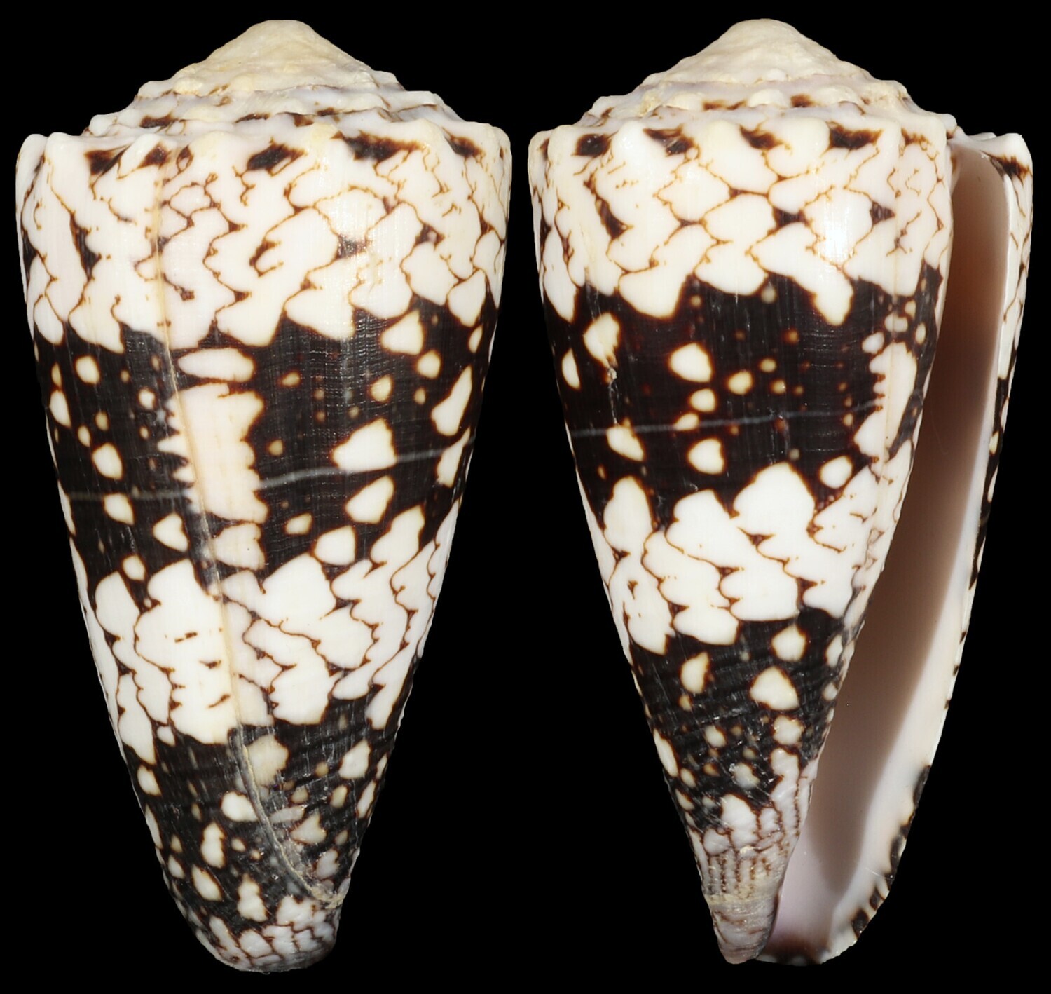 Conus vidua cuyoensis