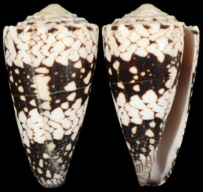 Conus vidua cuyoensis