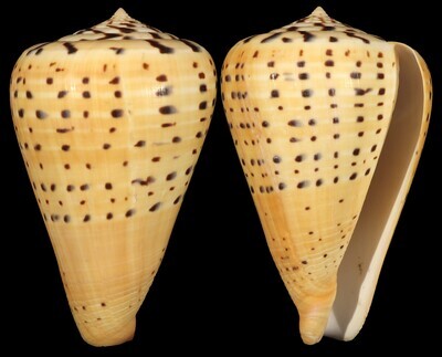 Dendroconus betulinus