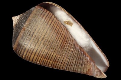 Dendroconus figulinus