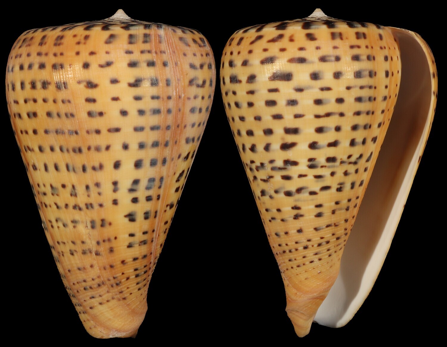 Dendroconus betulinus