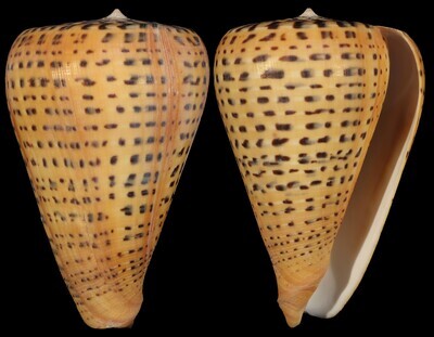 Dendroconus betulinus