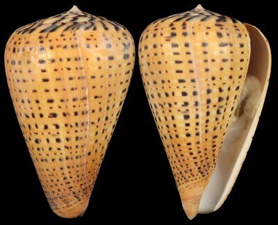 Dendroconus betulinus