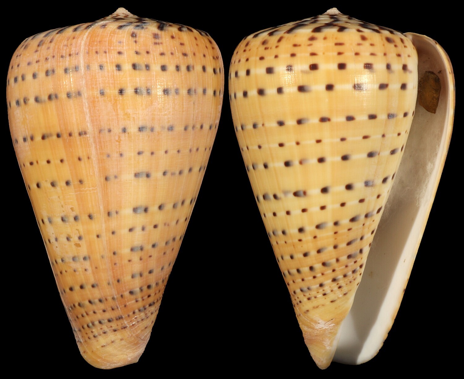 Dendroconus betulinus