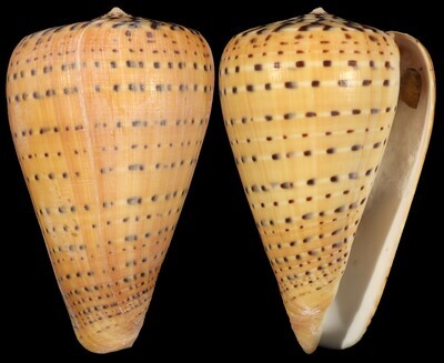 Dendroconus betulinus