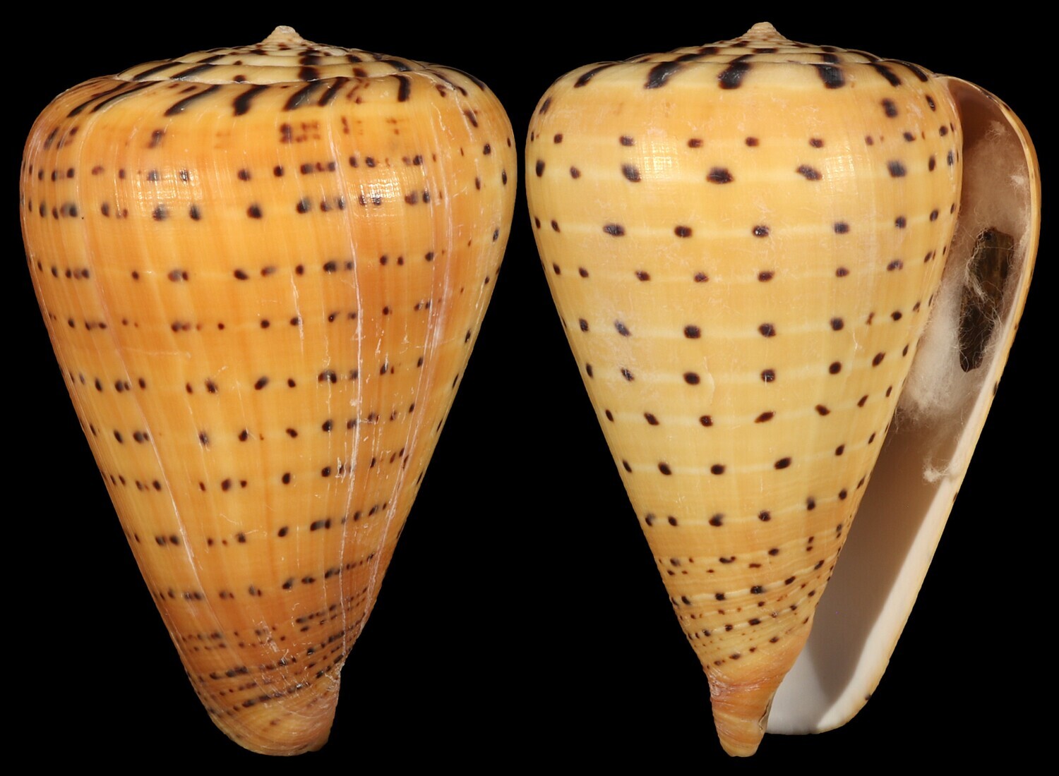 Dendroconus betulinus