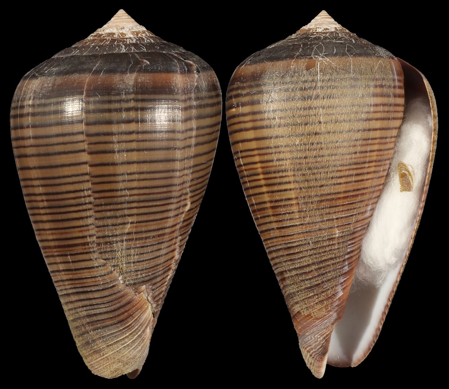 Dendroconus figulinus