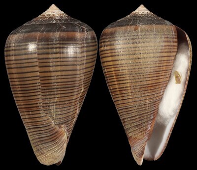 Dendroconus figulinus