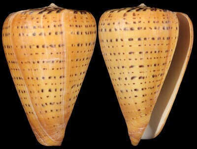 Dendroconus betulinus
