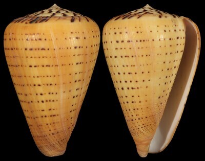 Dendroconus betulinus
