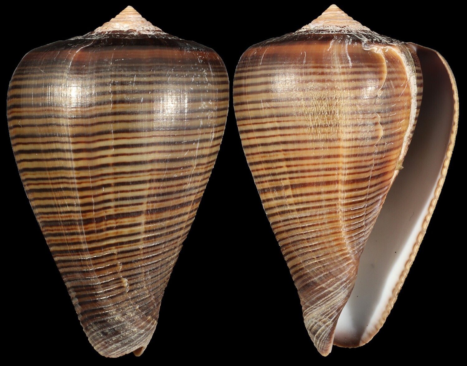 Dendroconus figulinus
