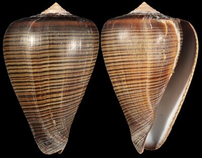 Dendroconus figulinus