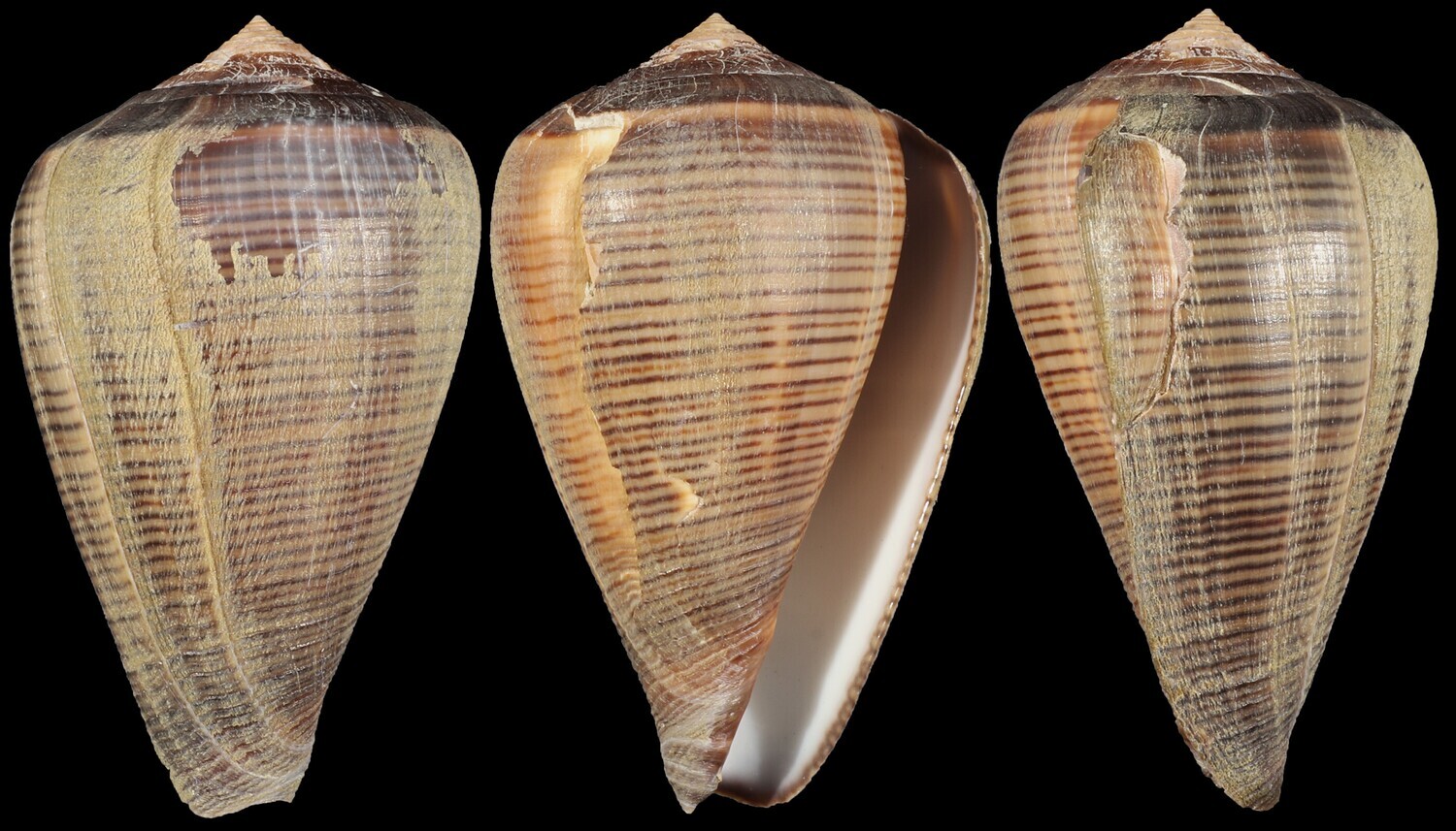 Dendroconus figulinus