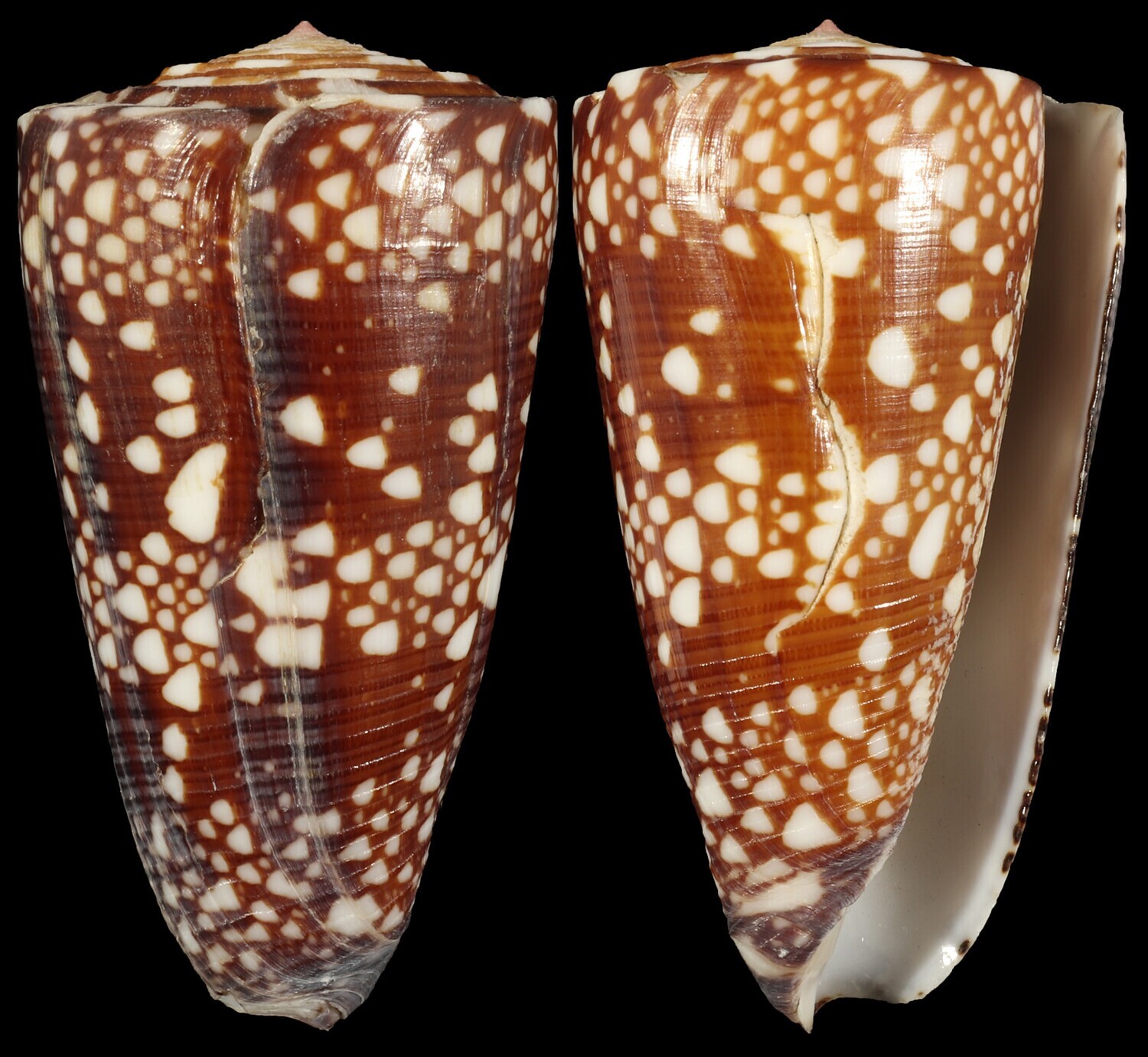 Eugeniconus gisellelieae - Second