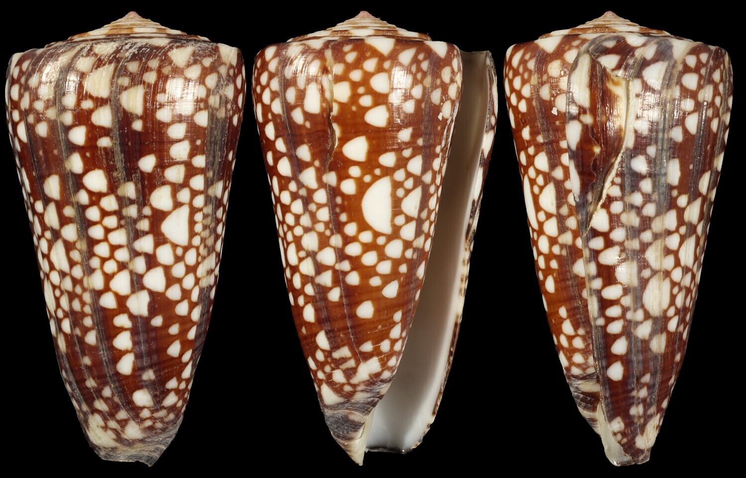 Eugeniconus gisellelieae - Second