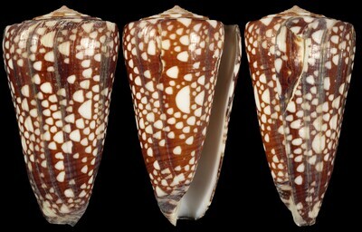 Eugeniconus gisellelieae - Second