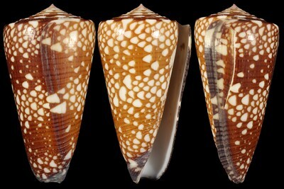 Eugeniconus gisellelieae - Second