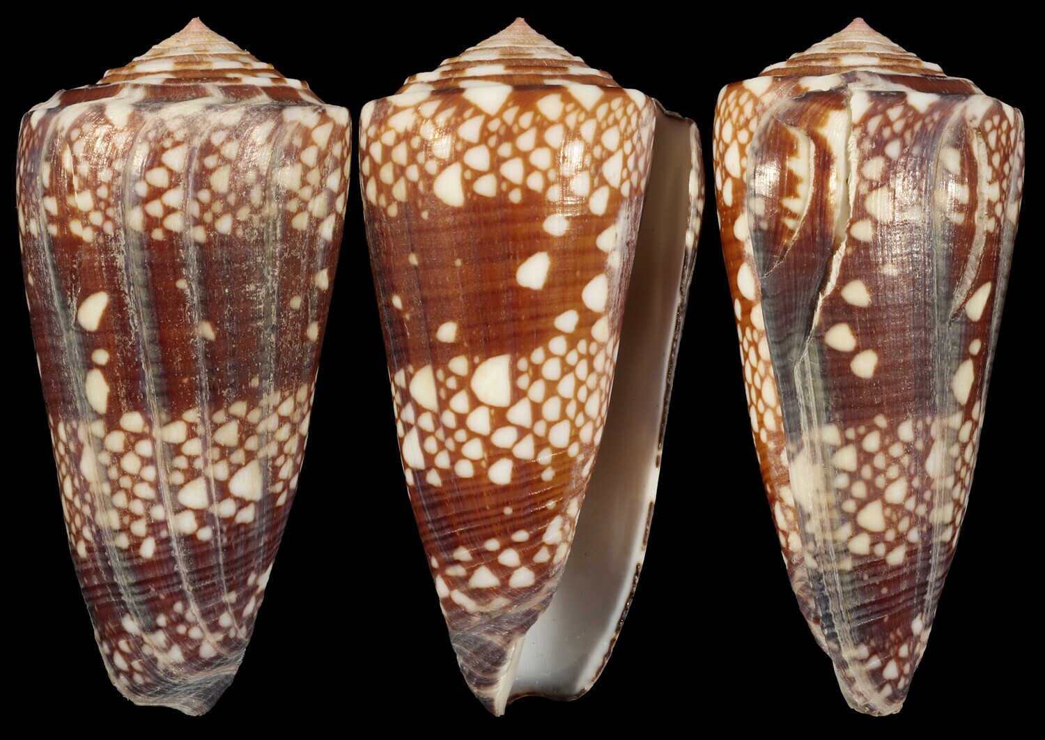 Eugeniconus gisellelieae - Second