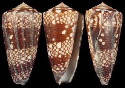 Eugeniconus gisellelieae - Second