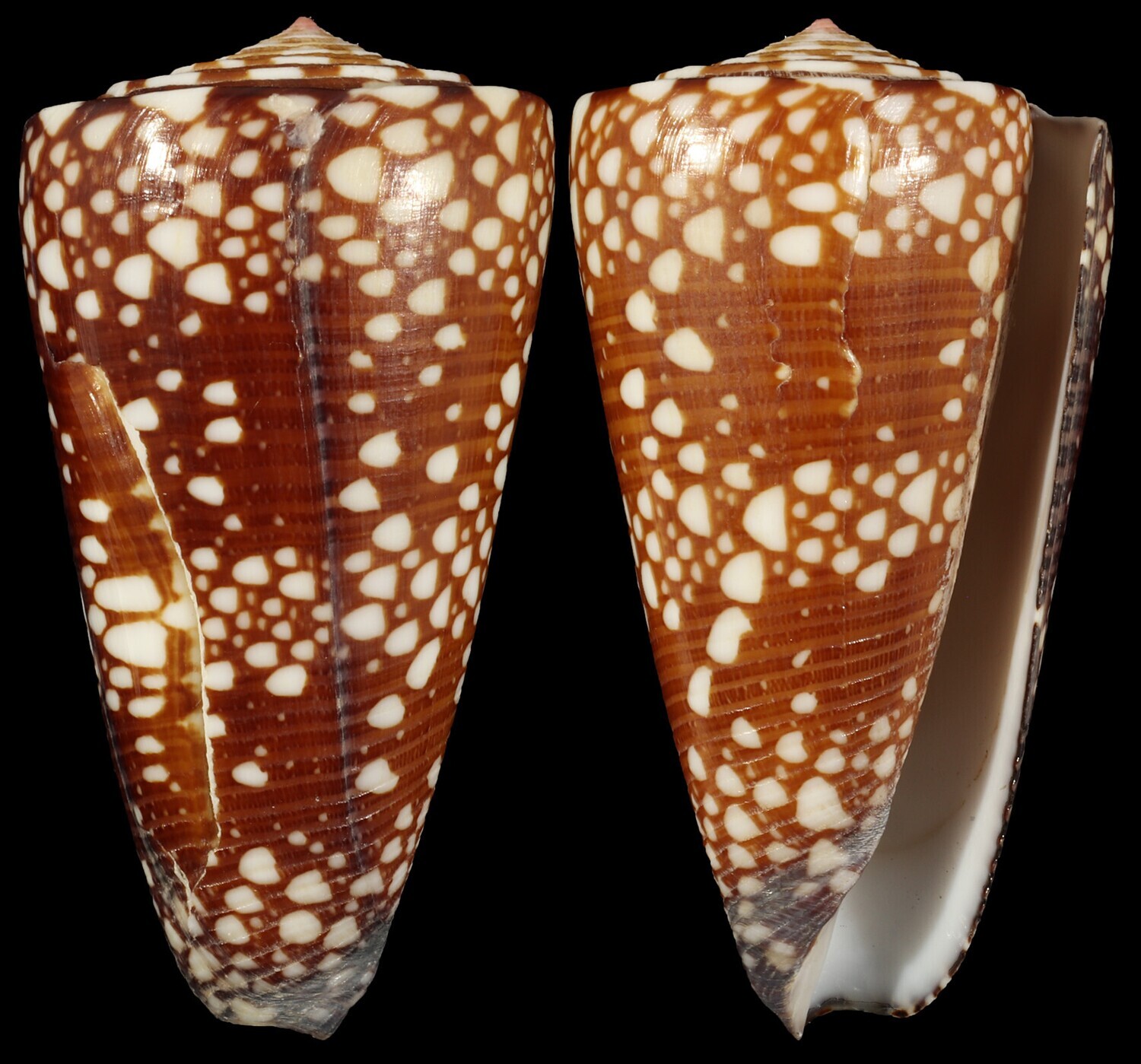 Eugeniconus gisellelieae - Second