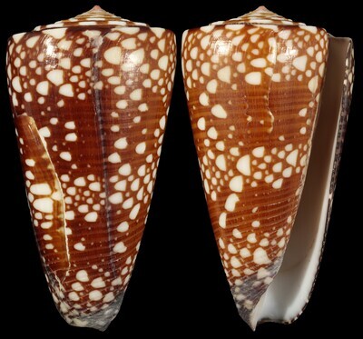 Eugeniconus gisellelieae - Second