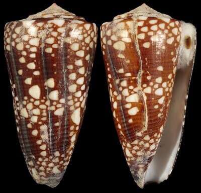 Eugeniconus gisellelieae - Second