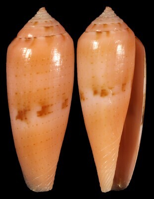 Kioconus viola