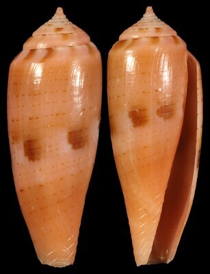 Kioconus viola