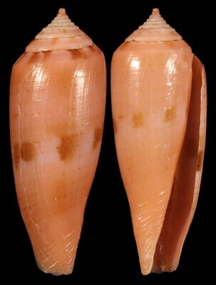 Kioconus viola