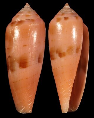 Kioconus viola
