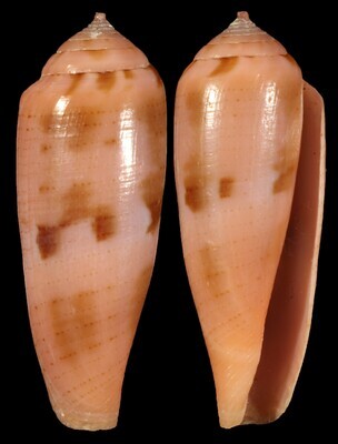 Kioconus viola