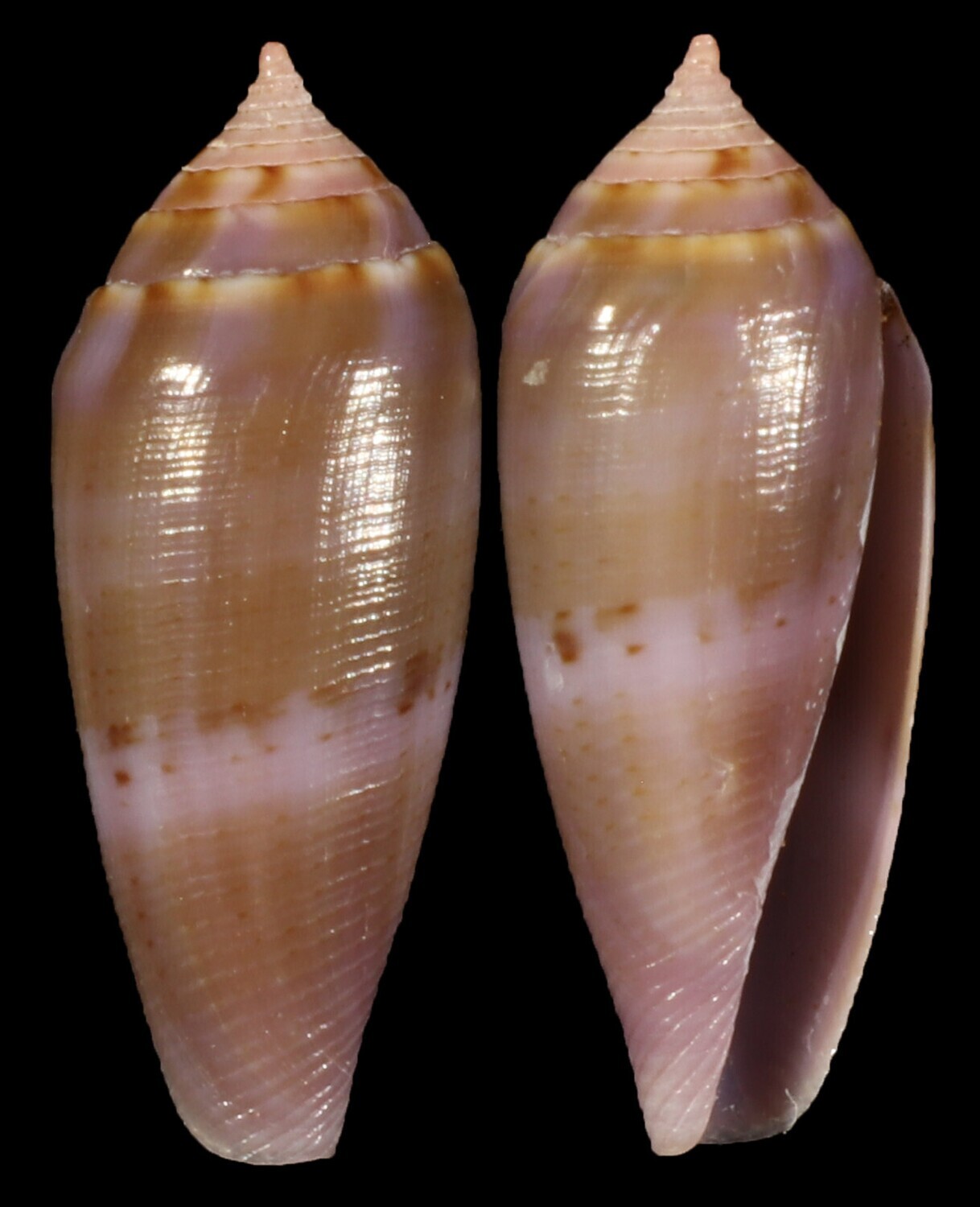Leporiconus glans