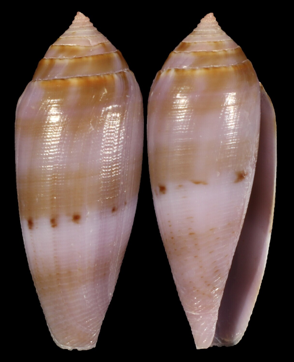 Leporiconus glans