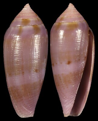 Leporiconus glans