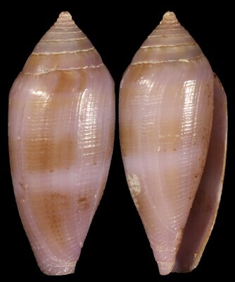 Leporiconus glans