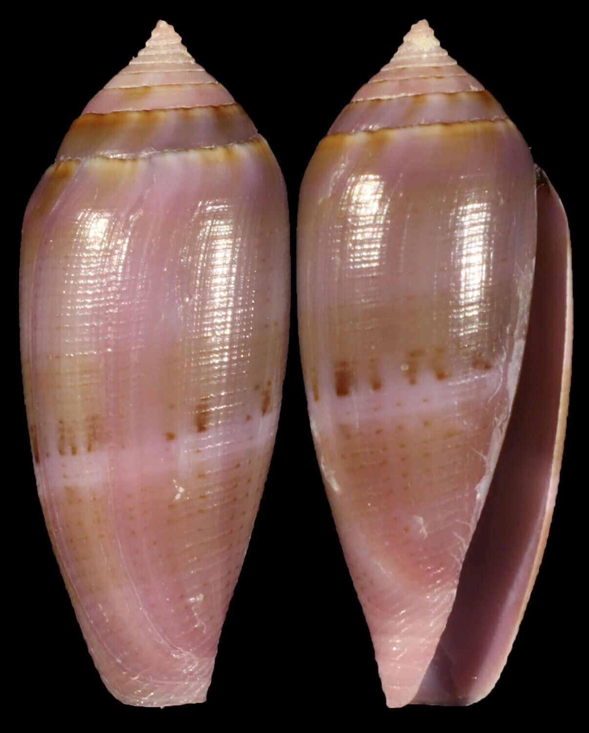 Leporiconus glans