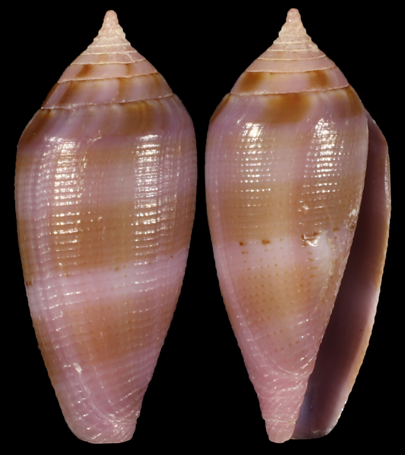 Leporiconus glans